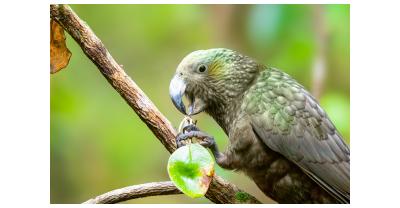 Kakapo